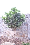マカダミアナッツの樹